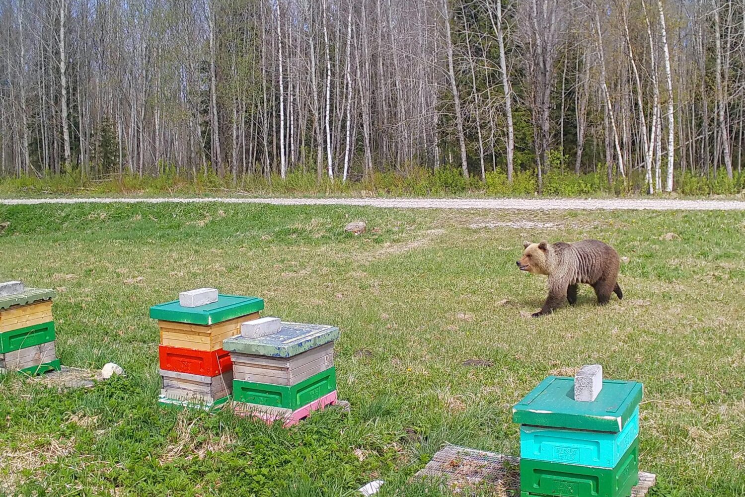Karu astub läbi oma lemmik meerestoranist Mesikuma. Mai 2023
