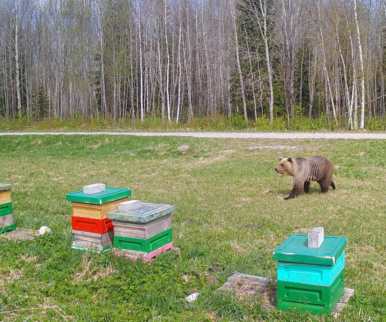 Karu astub läbi oma lemmik meerestoranist Mesikuma. Mai 2023
