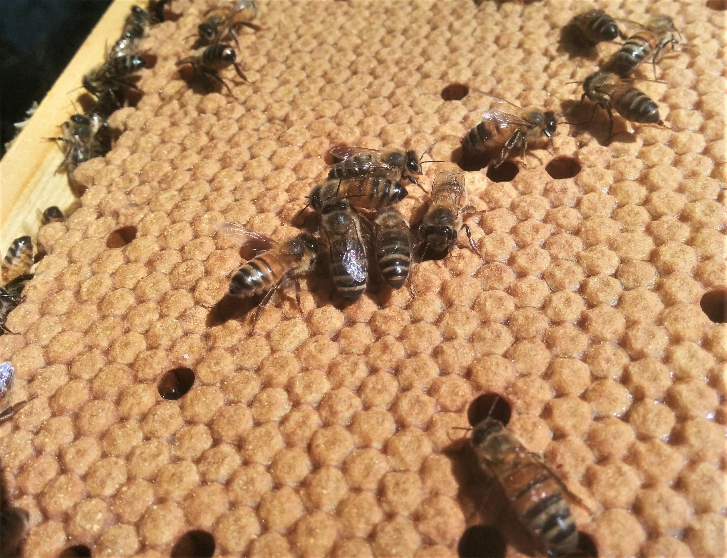 Professionaalsus - ühtlane haudmeväli