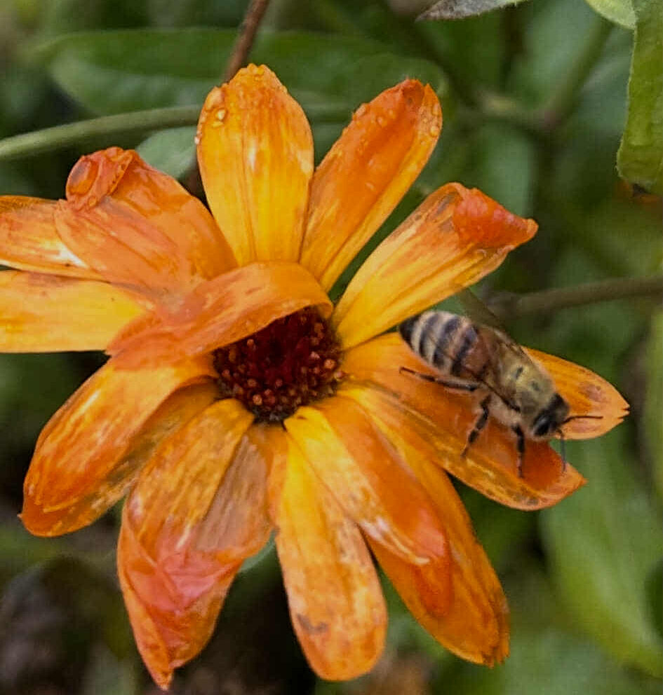 Viinakuu viimasel nädalal lendasid mesilased Läänemaal ringi ja limpsisid saialilledelt hommikust jääkirmet. Päeval keris termomeetrinäidu kümne kraadi kanti, t